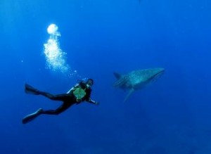 Whale Shark