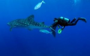 Whale Shark